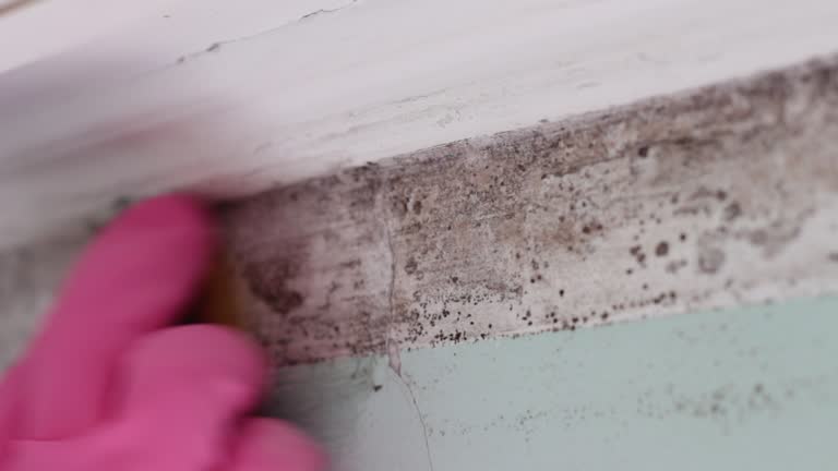 Best Black Mold Removal  in Curwensville, PA